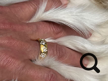 Eine Hand mit goldenem Pfotenring, die einen weißen Hund krault